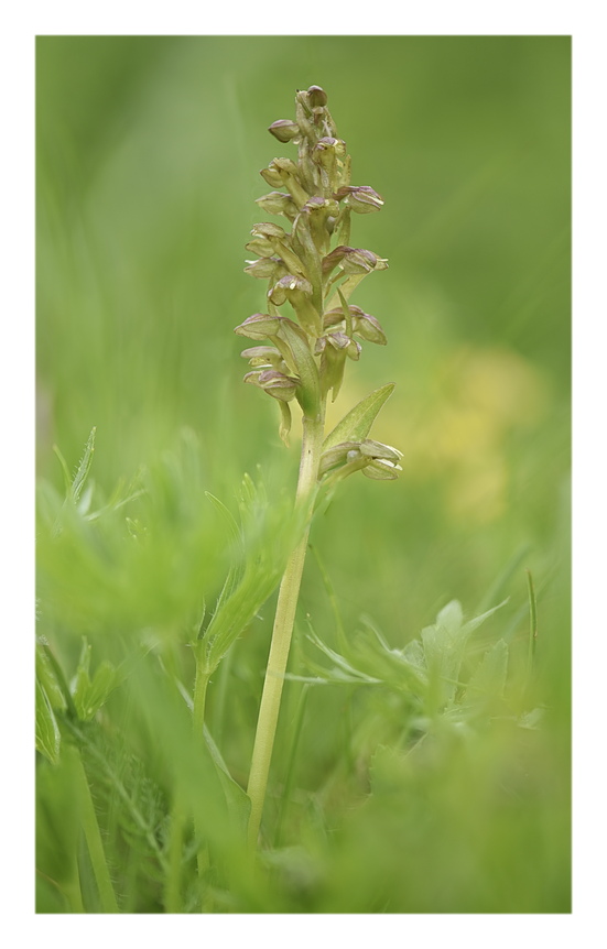 Orchidee Venete 2024 - 2