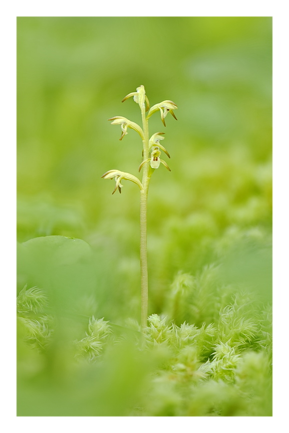 Orchidee Venete 2024 - 2