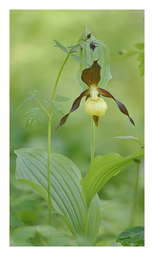 Orchidee Venete 2024 - 2