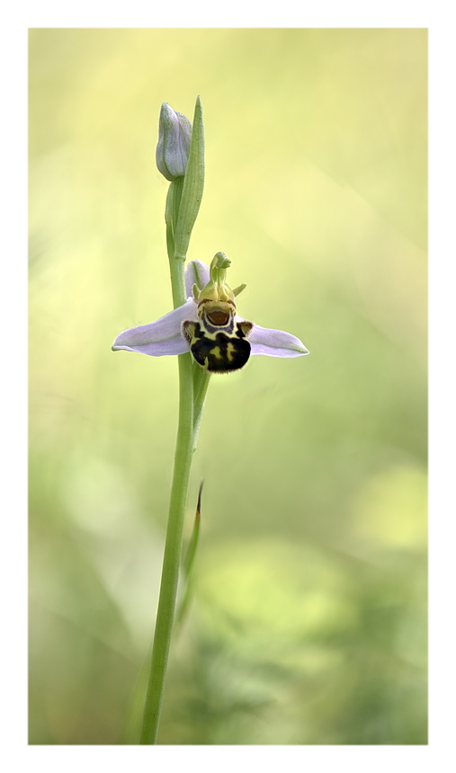 Orchidee Venete 2024 - 8