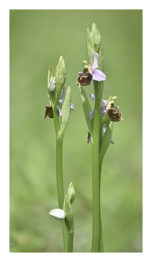 Orchidee Venete 2024 - 8