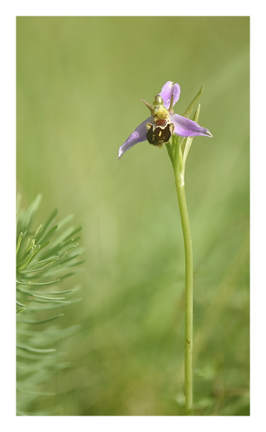 Orchidee Venete 2024 - 8