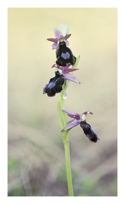 Orchidee Venete 2024 - 9
