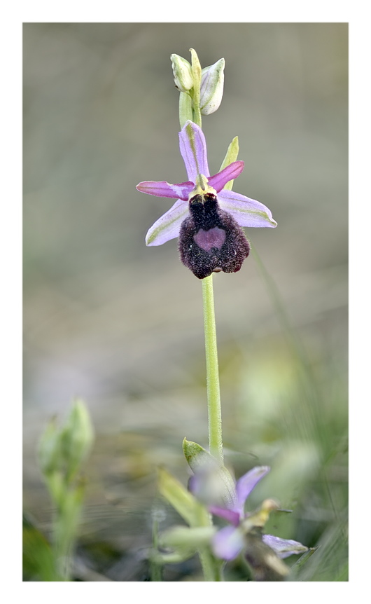 Orchidee Venete 2024 - 9