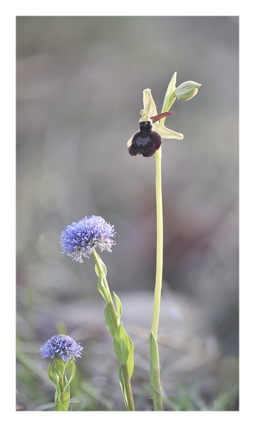 Orchidee Venete 2024 - 9