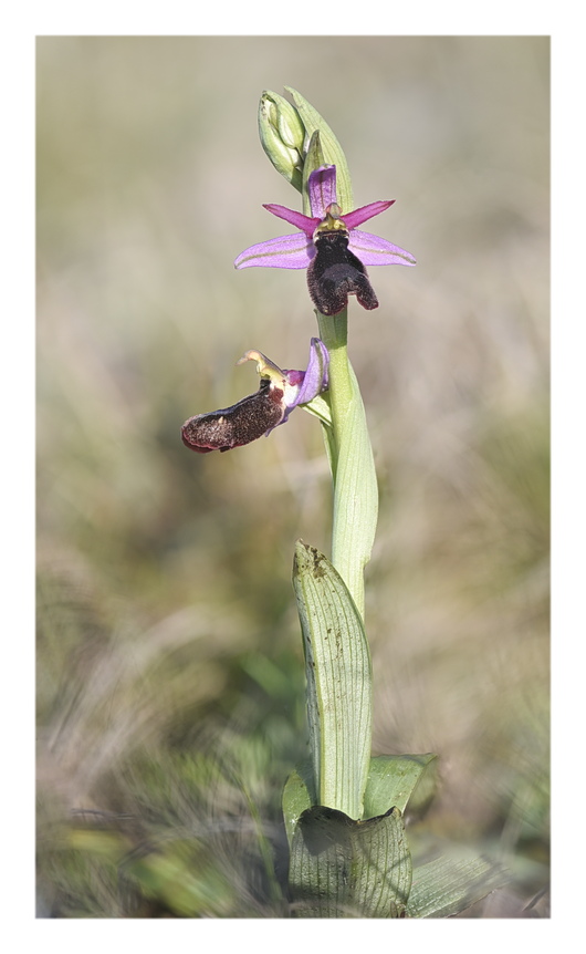Orchidee Venete 2024 - 9