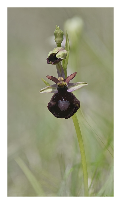 Orchidee Venete 2024 - 9
