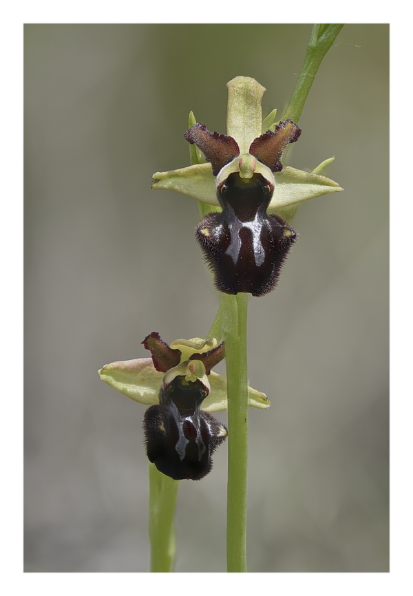 Orchidee Venete 2024 - 9