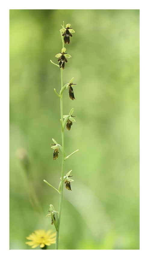 Orchidee Venete 2024 - 9