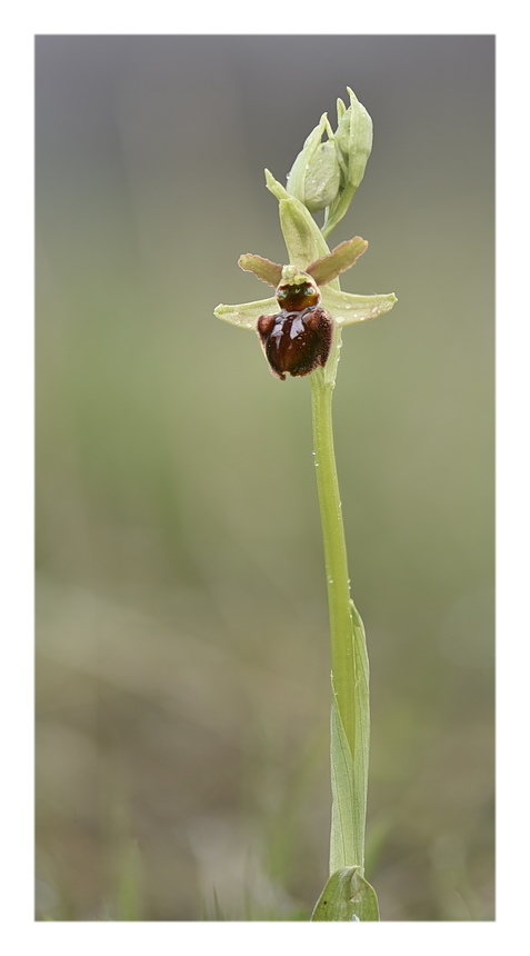 Orchidee Venete 2024 - 9
