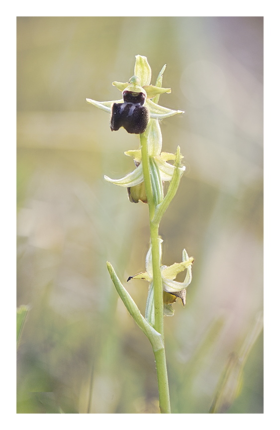 Orchidee Venete 2024 - 9