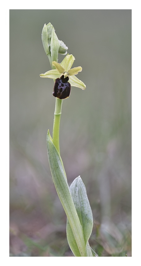 Orchidee Venete 2024 - 9
