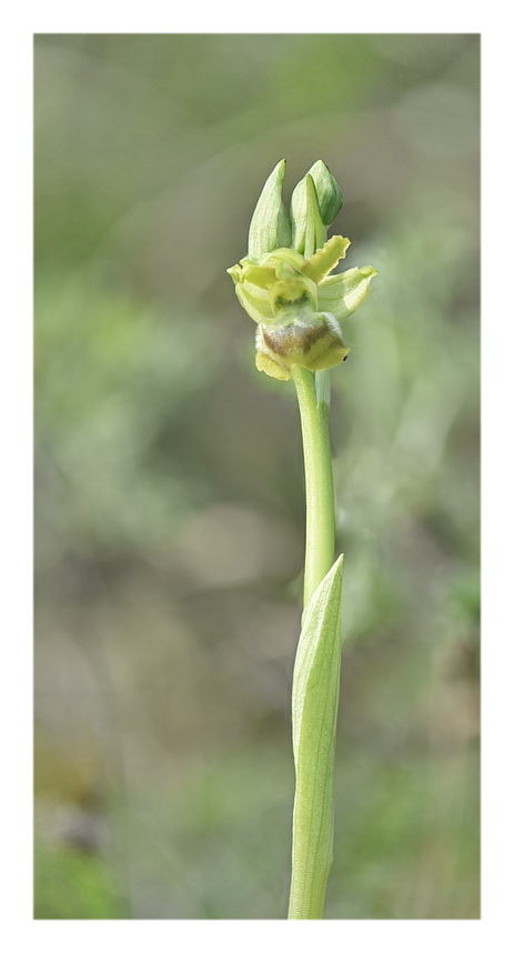 Orchidee Venete 2024 - 9