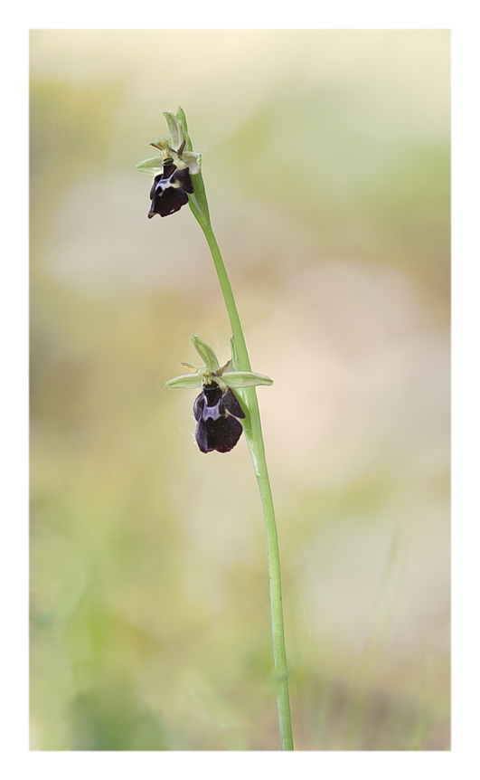 Orchidee Venete 2024 - 9
