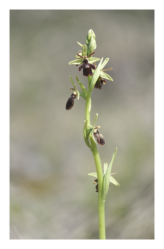 Orchidee Venete 2024 - 9