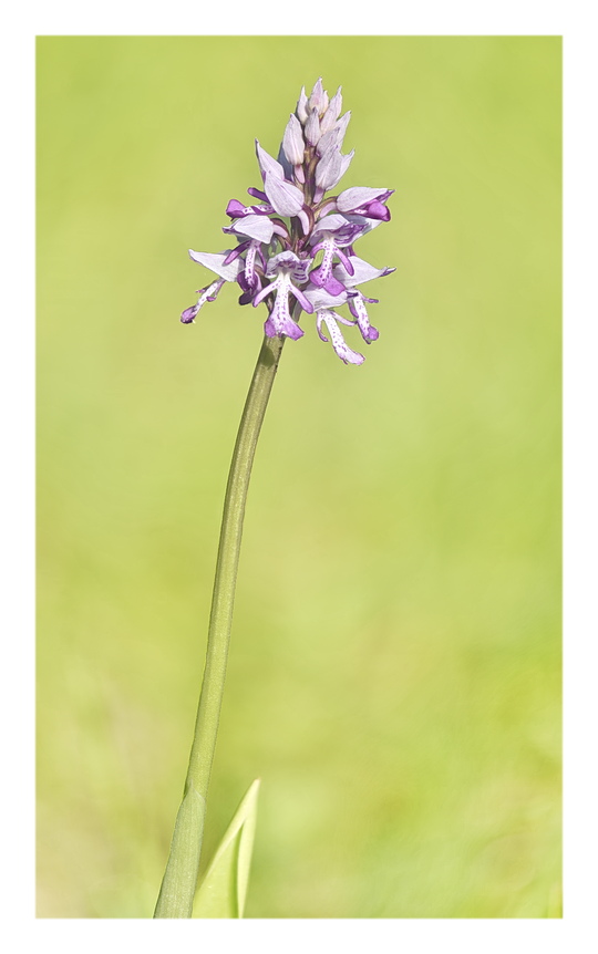 Orchidee Venete 2024 - 10