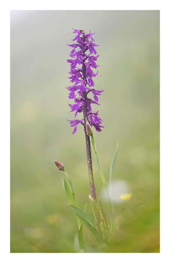 Orchidee Venete 2024 - 10