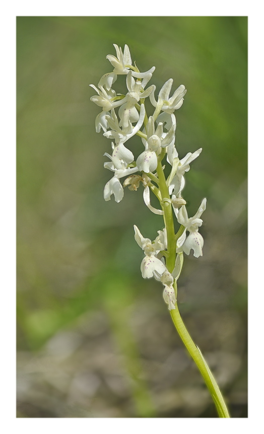 Orchidee Venete 2024 - 10