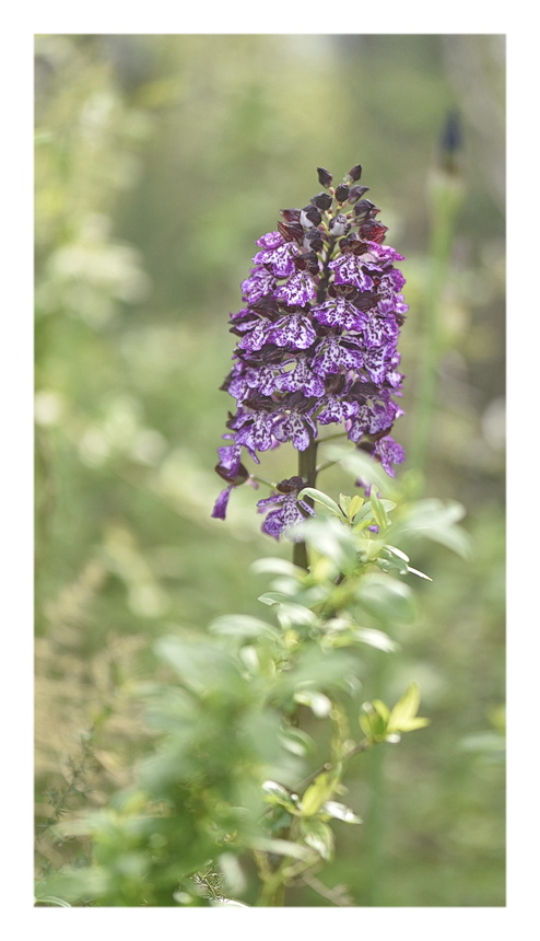 Orchidee Venete 2024 - 10