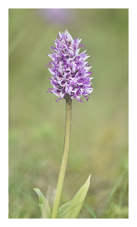 Orchidee Venete 2024 - 10