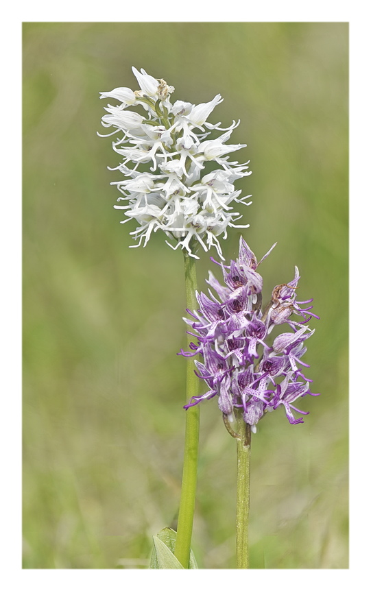 Orchidee Venete 2024 - 10