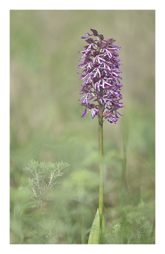Orchidee Venete 2024 - 10