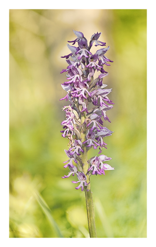 Orchidee Venete 2024 - 10