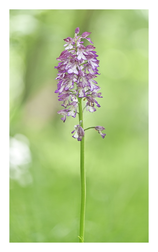 Orchidee Venete 2024 - 10