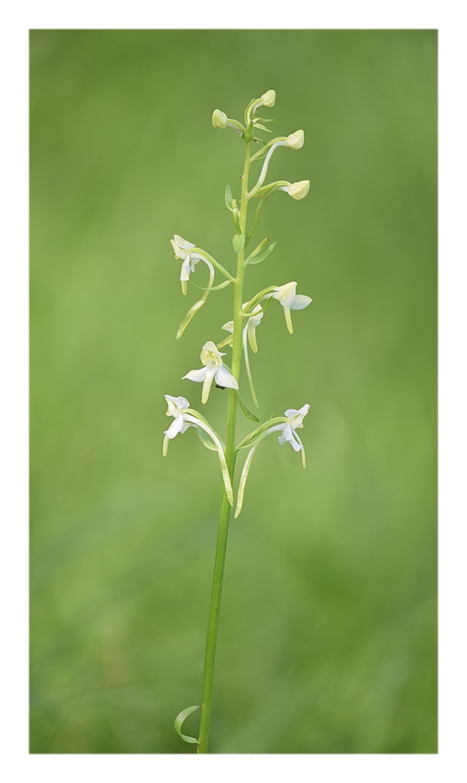 Orchidee Venete 2024 - 11