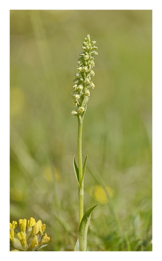 Orchidee Venete 2024 - 11