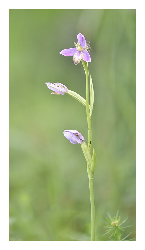 Orchidee Venete 2024 - 8