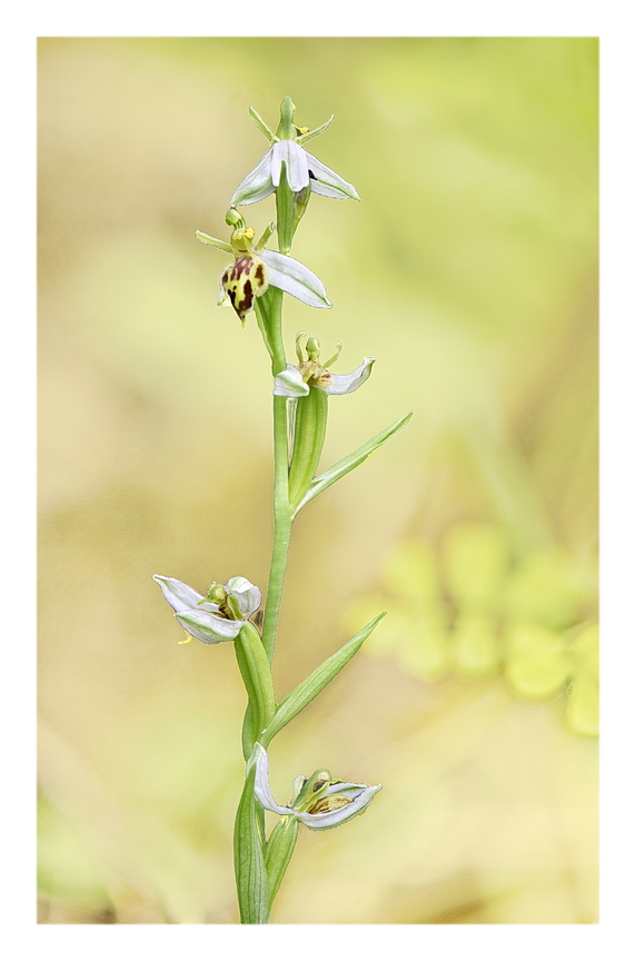 Orchidee Venete 2024 - 8
