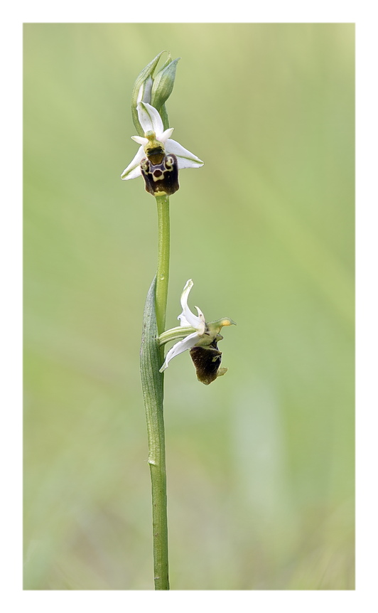 Orchidee Venete 2024 - 8