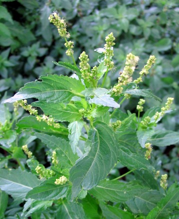 Mercurialis annua