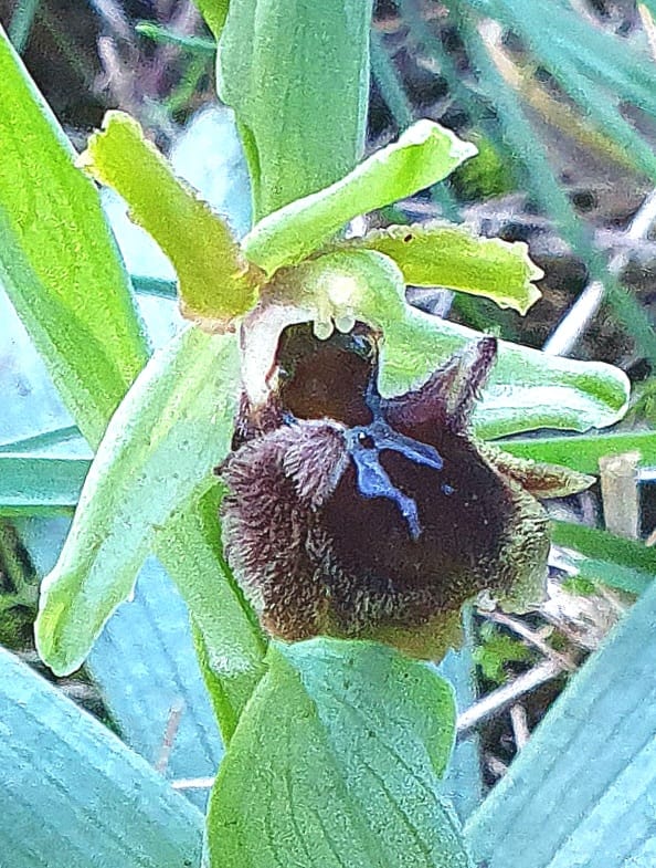 Ophrys sphegodes