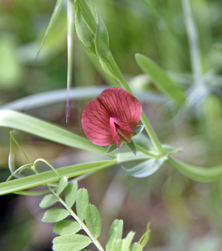 Lathyrus da determinare