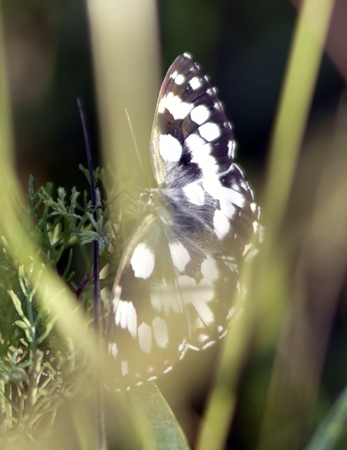 Melanargia galathea?