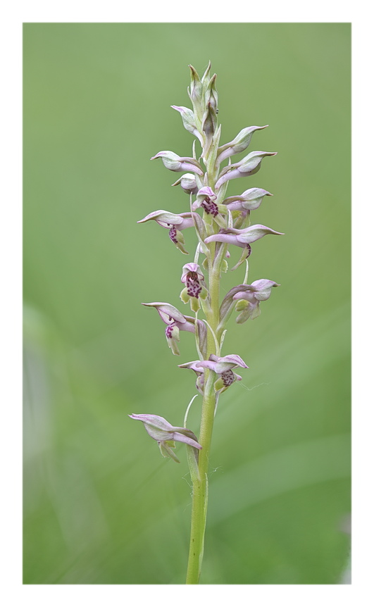 Orchidee Venete 2025 - 1