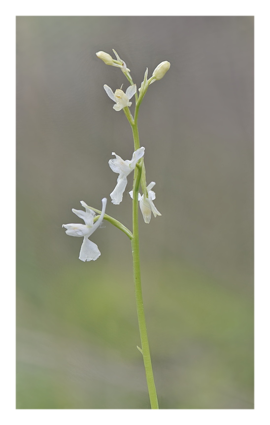 Orchidee Venete 2025 - 1