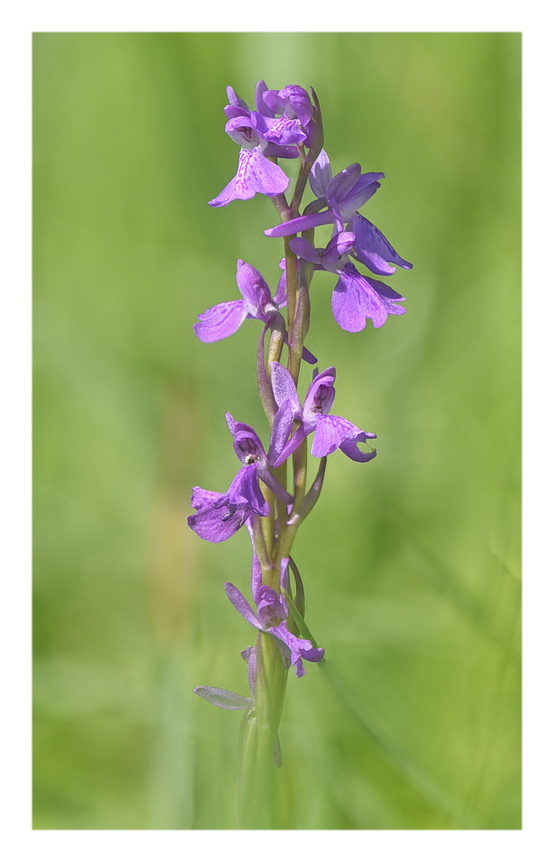 Orchidee Venete 2025 - 1