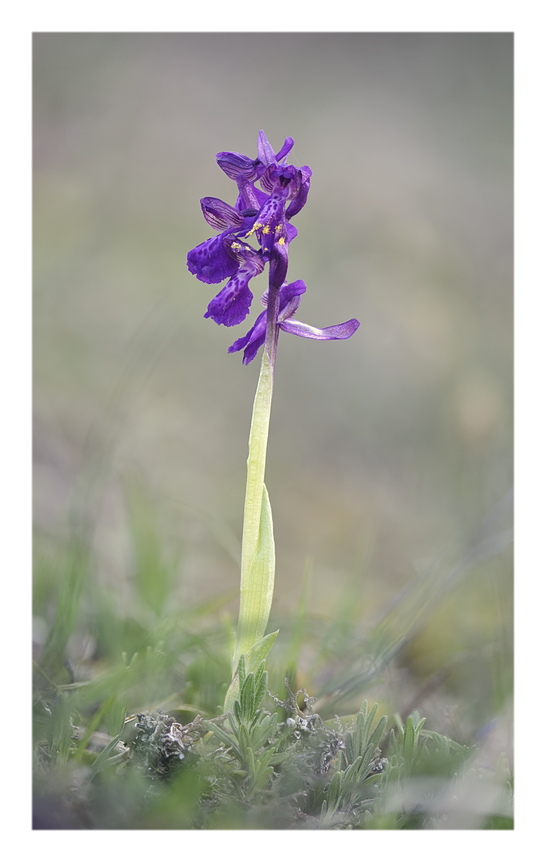 Orchidee Venete 2025 - 1