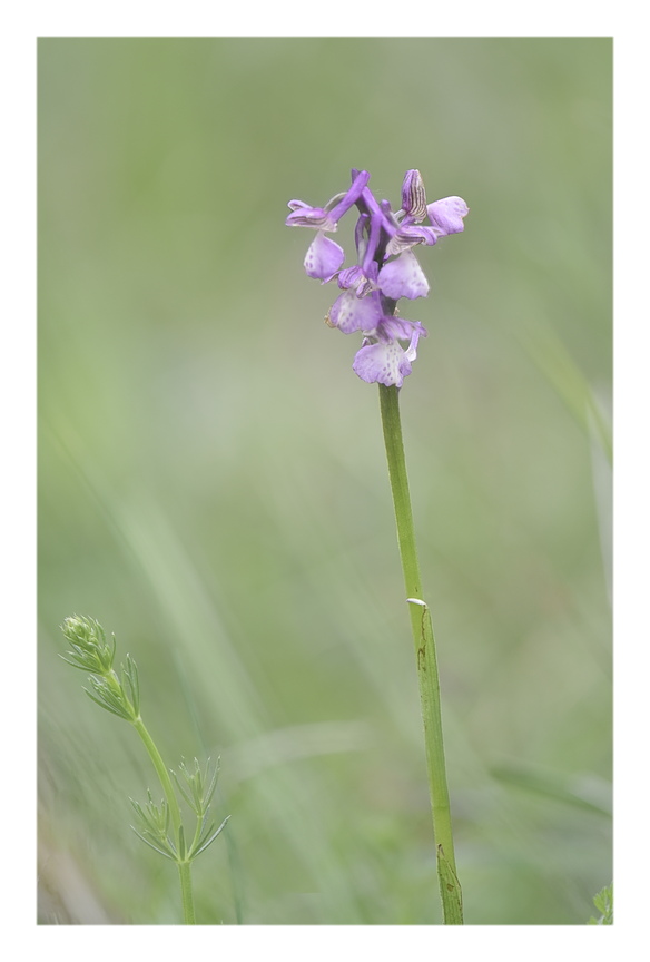 Orchidee Venete 2025 - 1