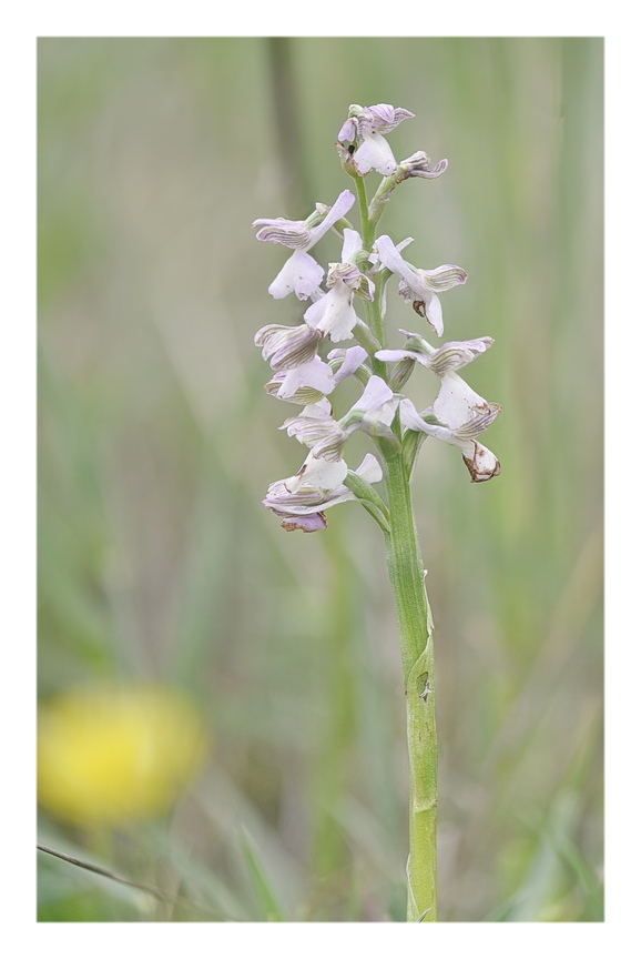 Orchidee Venete 2025 - 1