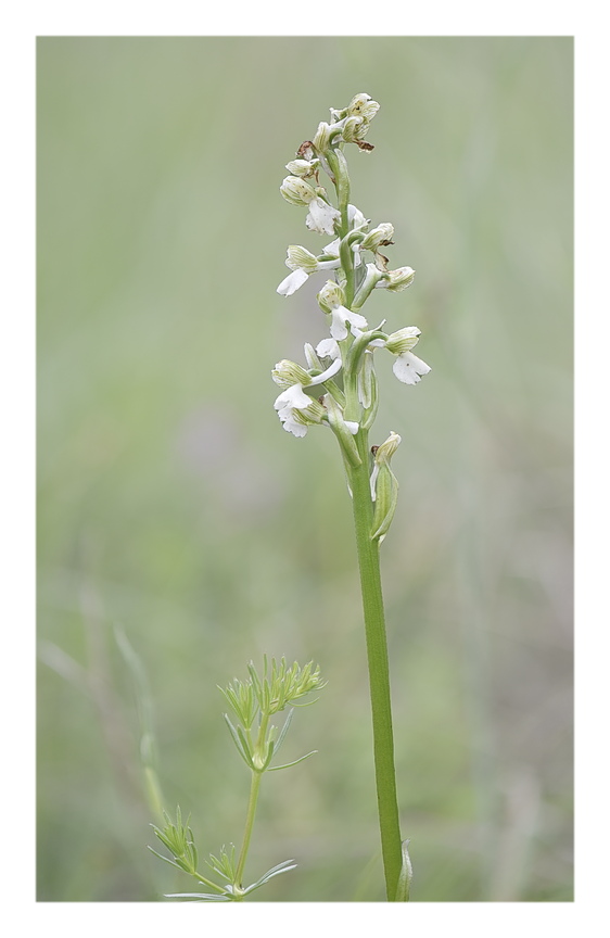 Orchidee Venete 2025 - 1