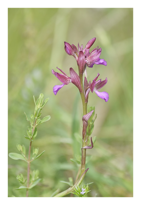 Orchidee Venete 2025 - 1