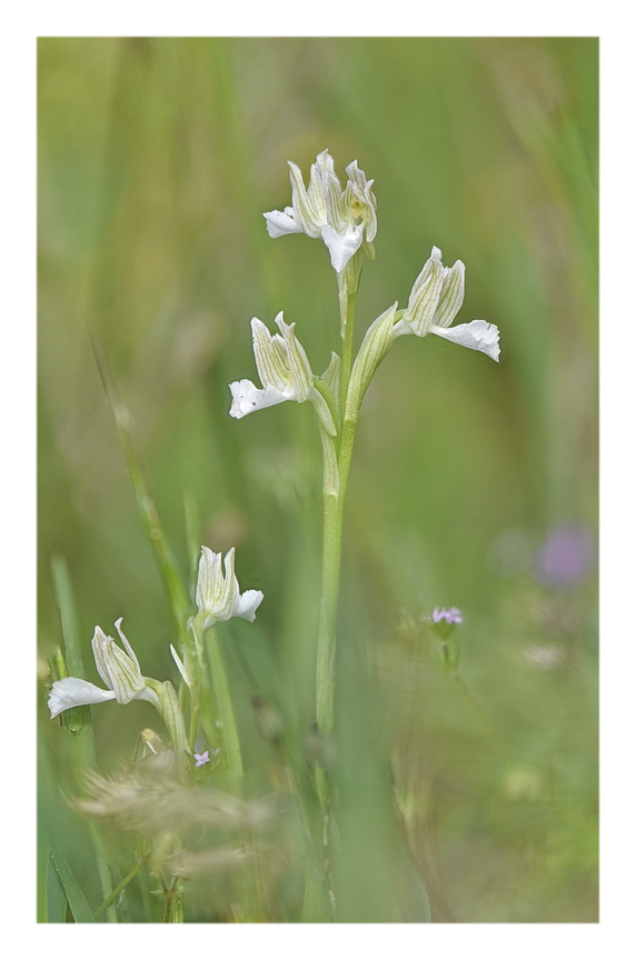 Orchidee Venete 2025 - 1