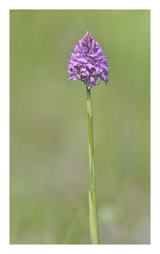 Orchidee Venete 2025 - 1
