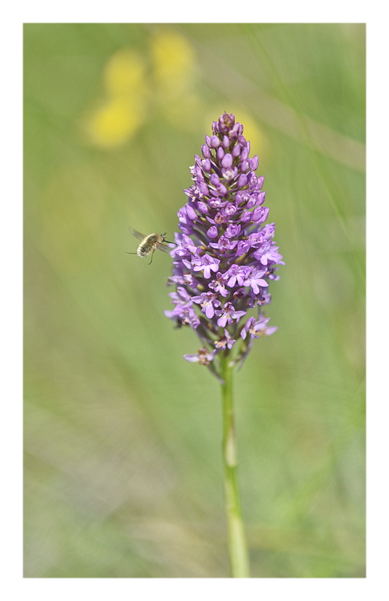 Orchidee Venete 2025 - 1
