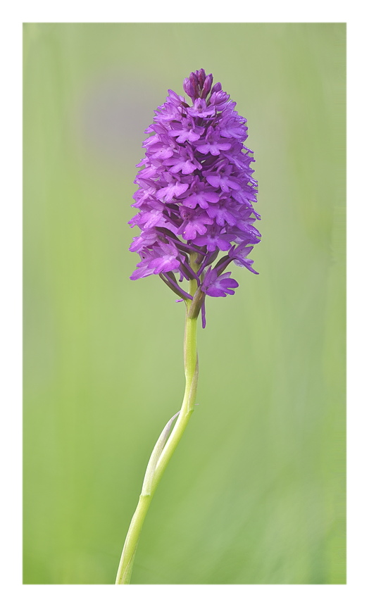 Orchidee Venete 2025 - 1