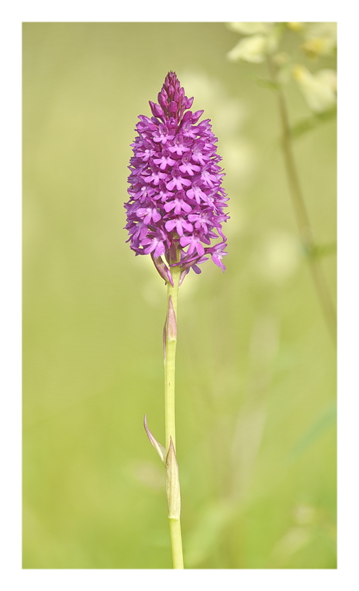 Orchidee Venete 2025 - 1